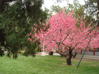 艳若桃花
